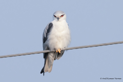 Elanus caeruleus