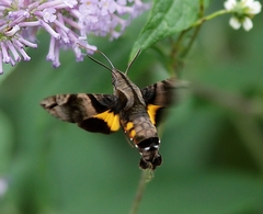 Macroglossum