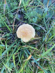 Cystoderma aureum