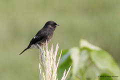 Saxicola caprata