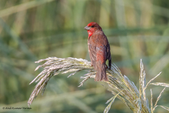 Carpodacus erythrinus