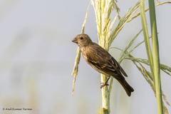Carpodacus erythrinus