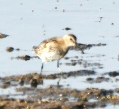 Calidris alpina