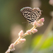 Tarucus hazara - Photo (c) Anil Kumar Verma, algunos derechos reservados (CC BY-NC), subido por Anil Kumar Verma