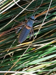 Ephippiger ephippiger