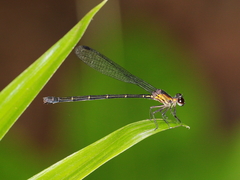 Lestoidea