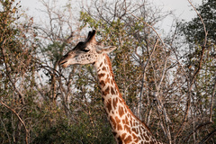 Giraffa camelopardalis thornicrofti