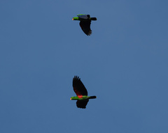 Eclectus roratus