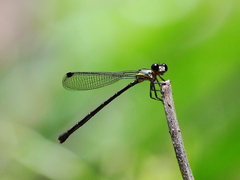 Lestoidea