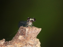 Lestoidea