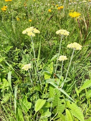 Helichrysum pallidum
