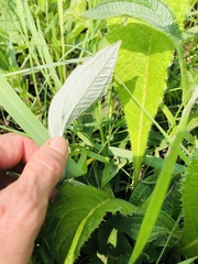 Helichrysum pallidum