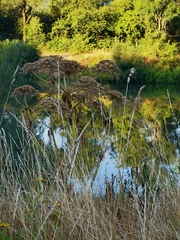 Heracleum mantegazzianum
