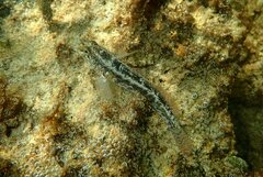 Gobius ophiocephalus