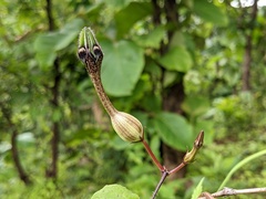 Ceropegia oculata
