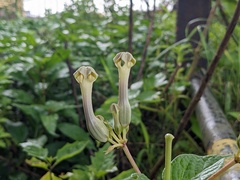 Ceropegia sahyadrica