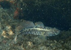 Gobius ophiocephalus