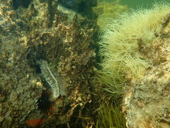 Gobius ophiocephalus
