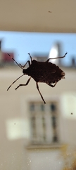 Halyomorpha halys
