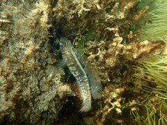 Gobius ophiocephalus