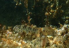 Salaria pavo
