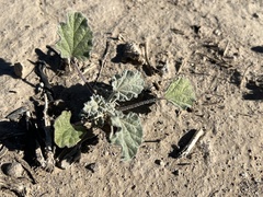 Sphaeralcea ambigua