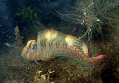 Salaria pavo
