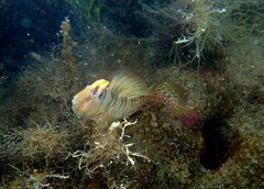 Salaria pavo