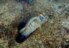 Salaria pavo