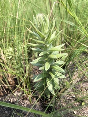 Helichrysum herbaceum