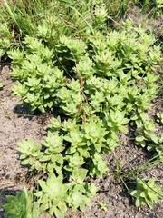 Helichrysum herbaceum