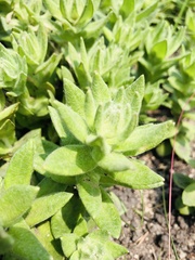 Helichrysum herbaceum
