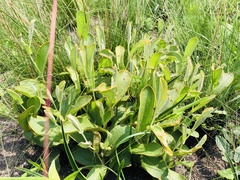 Helichrysum pannosum