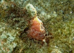 Aplidium nordmanni