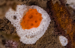 Distaplia occidentalis