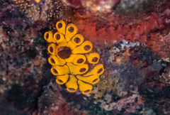 Botrylloides diegensis