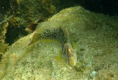 Salaria pavo