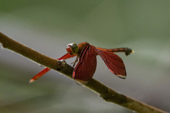 Neurothemis manadensis