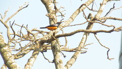 Thamnolaea cinnamomeiventris