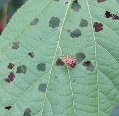 Attelabidae