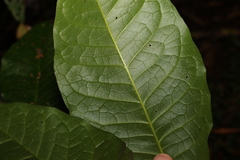 Melicope xanthoxyloides