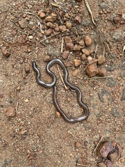 Typhlopidae