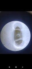 Continenticola