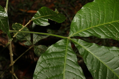 Melicope xanthoxyloides