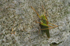 Tettigonia orientalis