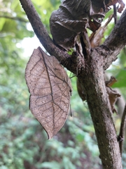 Kallima horsfieldii