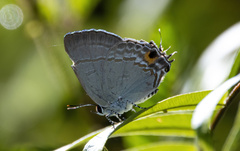 Hypolycaena erylus