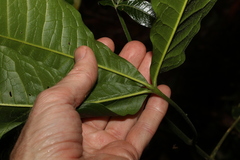 Melicope xanthoxyloides