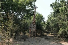 Giraffa camelopardalis thornicrofti