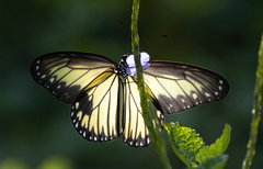 Ideopsis vitrea